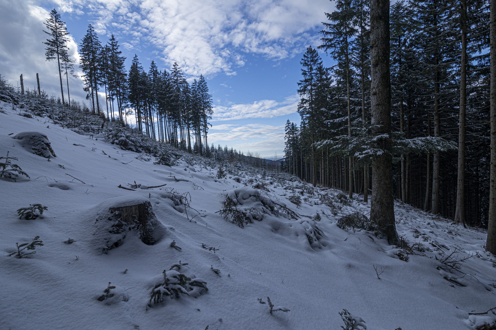 Durchblick über den frisch verschneiten Jungwald