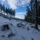 Durchblick über den frisch verschneiten Jungwald