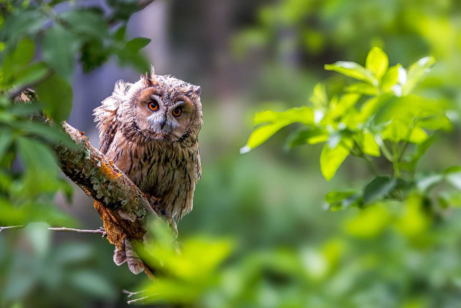 Durchblick: Waldohreule versteckt sich hinter einigen Büschen / Long-eared owl hiding