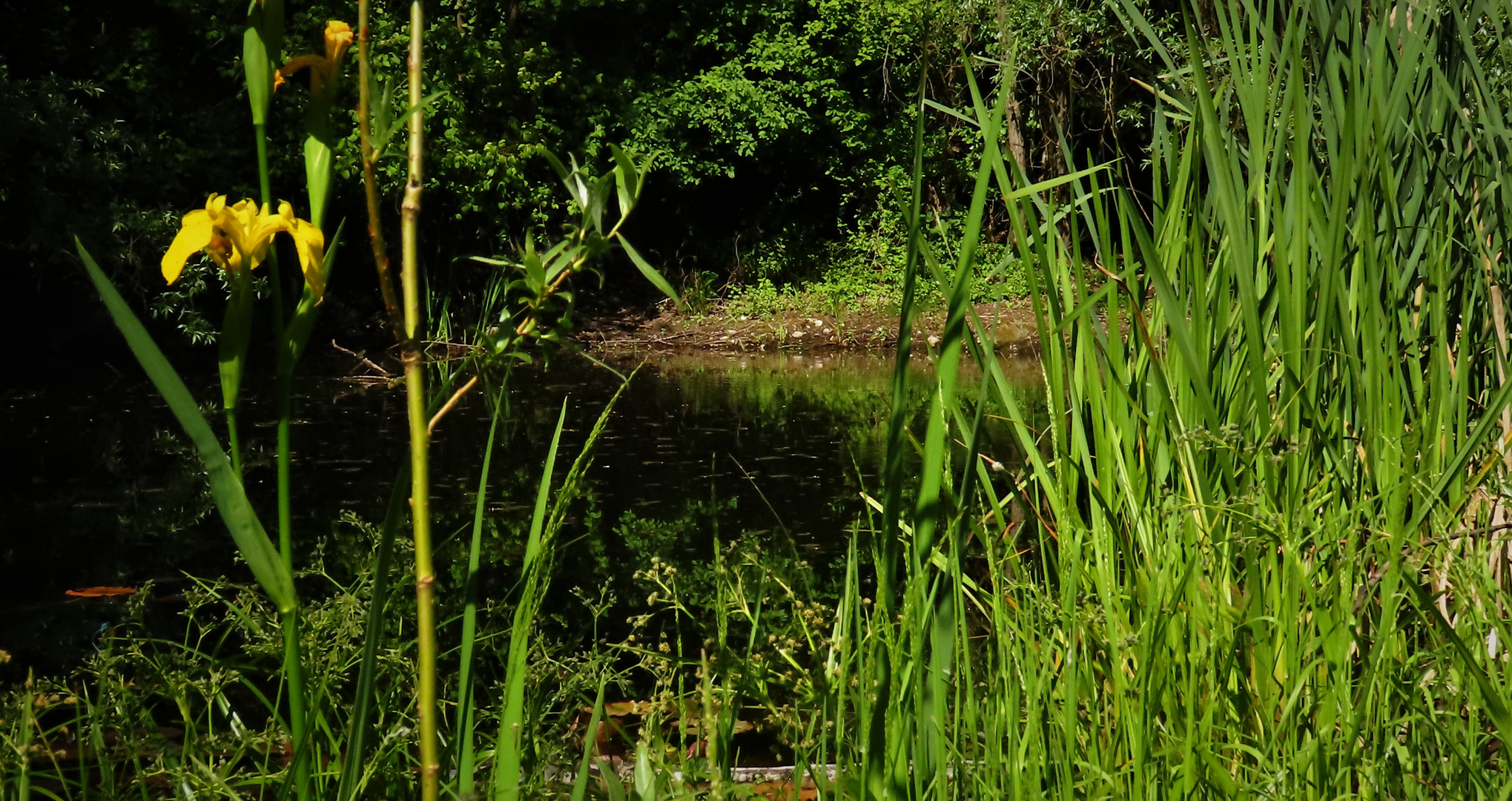 Durchblick Weiher