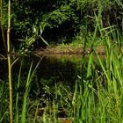 Durchblick Weiher