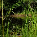 Durchblick Weiher