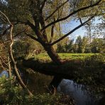 Durchblick zu den Okerwiesen