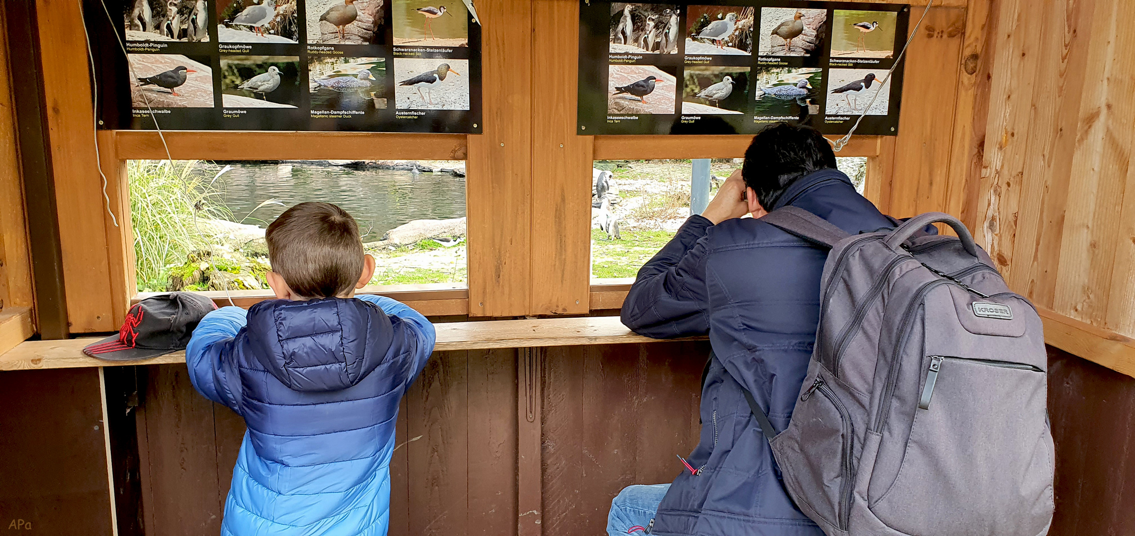 Durchblick zu den Pinguinen