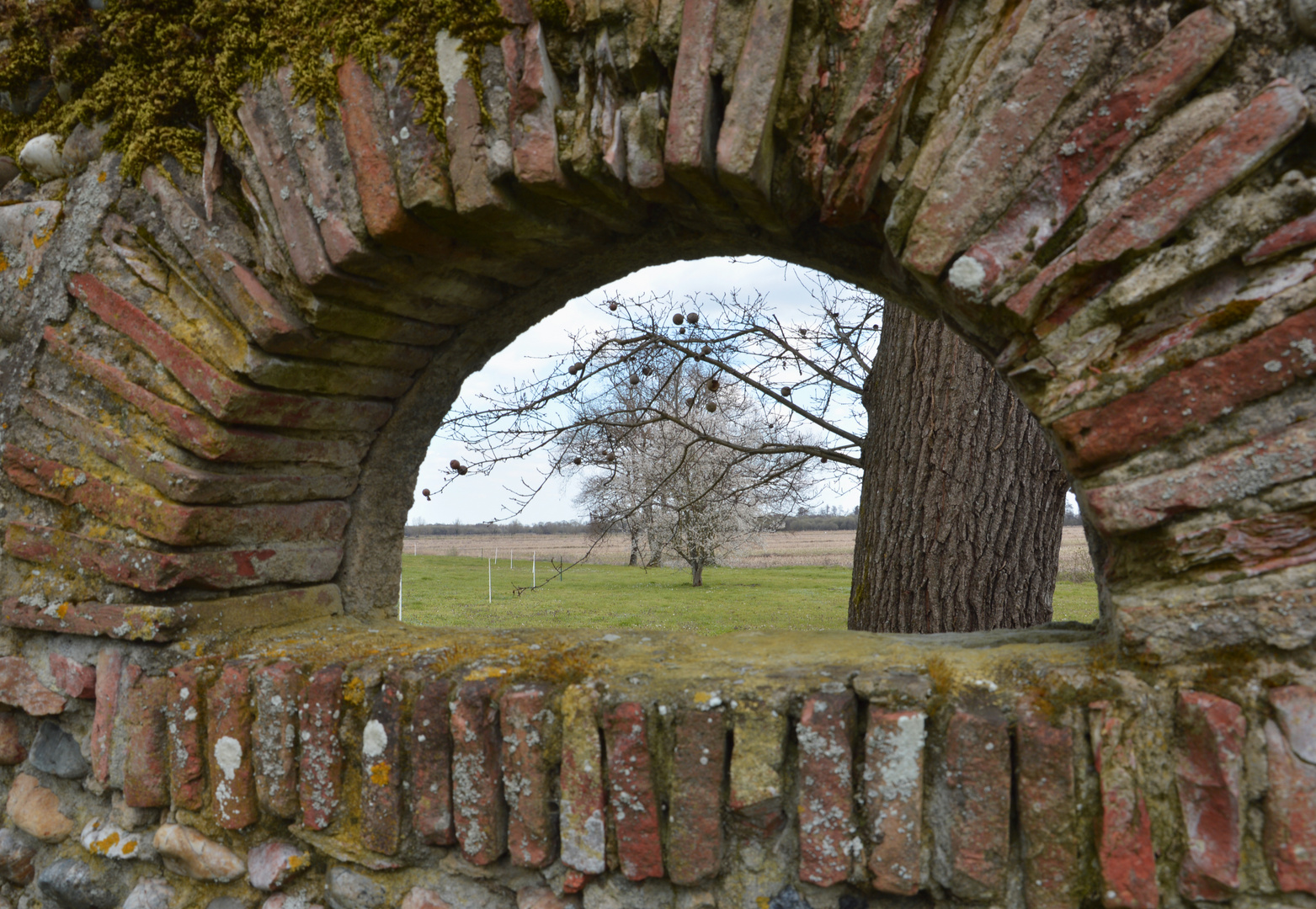 Durchblick zum blühenden Kirschbaum