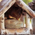 Durchblick zum Eichhörnchen…