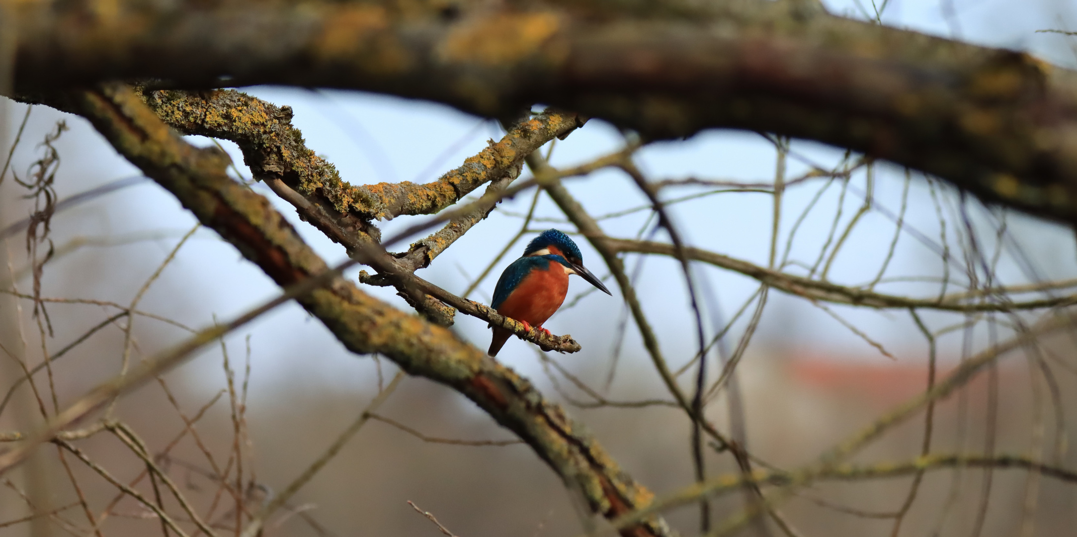 Durchblick zum Eisvogel