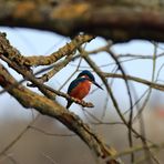 Durchblick zum Eisvogel