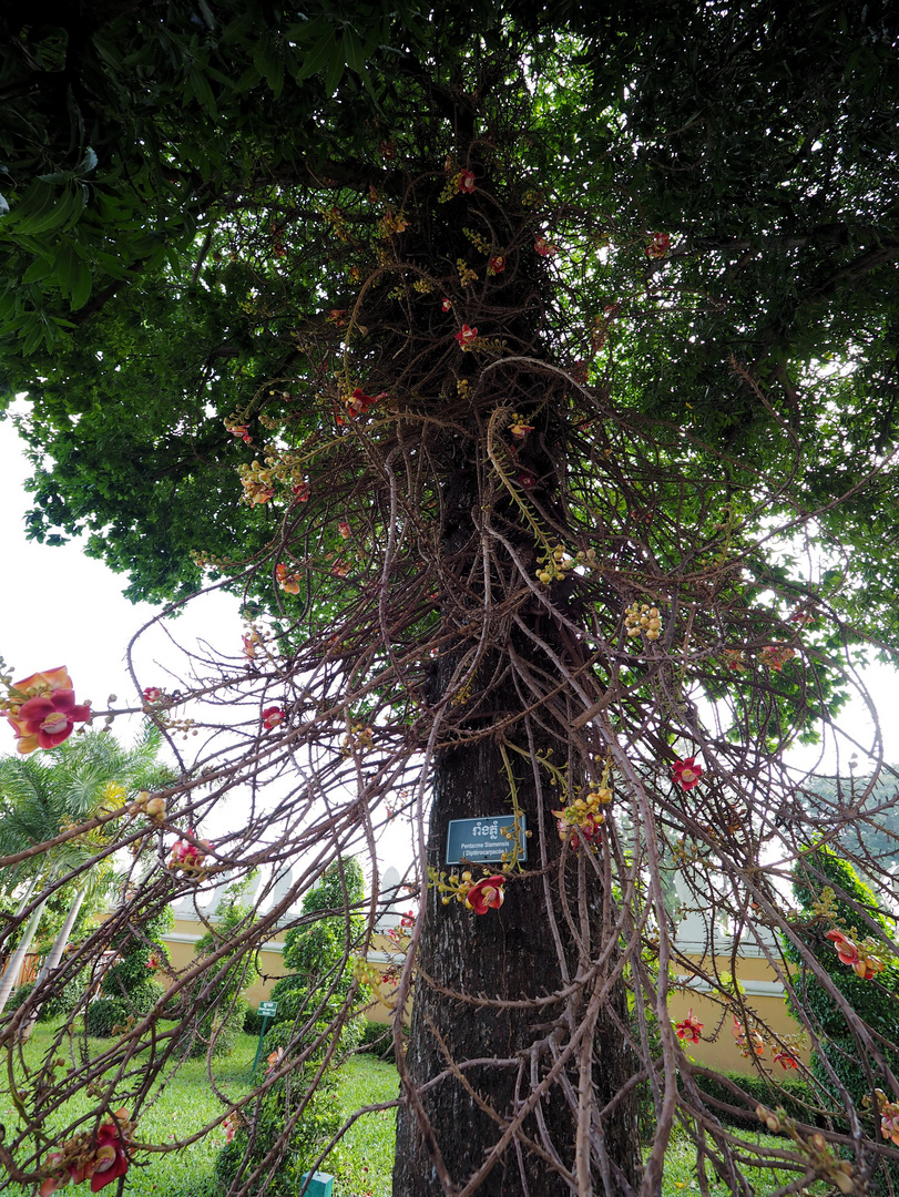 Durchblick zum Heiliger Bodhi-Baum ....unter dem Buddha saß....