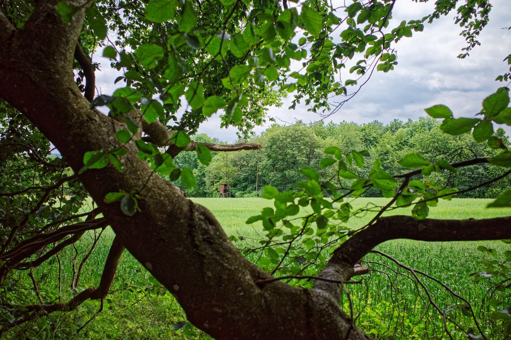 Durchblick zum Jagdansitz