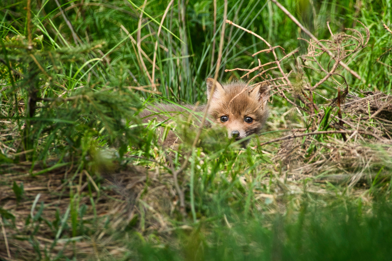 Durchblick zum kleinen Fuchs