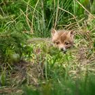 Durchblick zum kleinen Fuchs