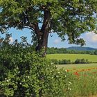 Durchblick zum Milleschauer, der Königin des Böhmischen Mittelgebirges