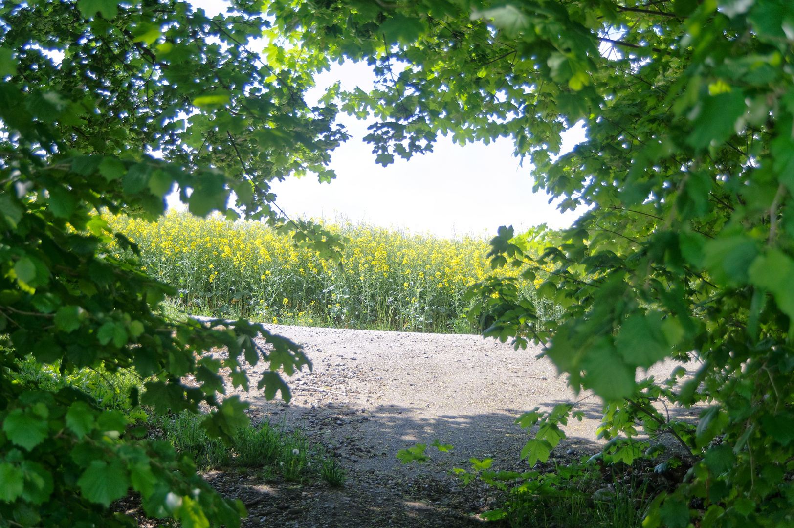 Durchblick zum Rapsfeld