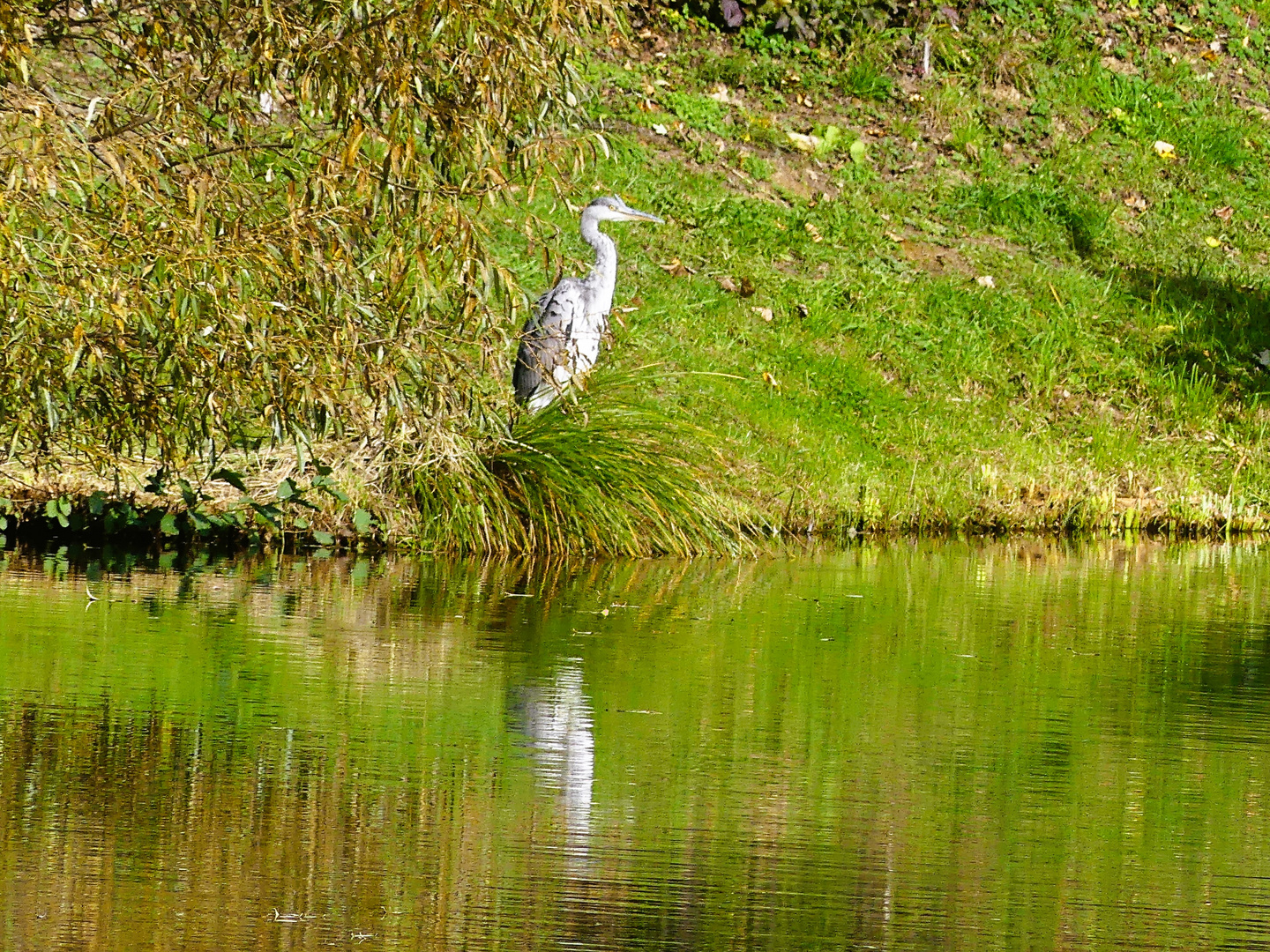 Durchblick zum Reiher