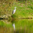 Durchblick zum Reiher