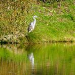 Durchblick zum Reiher