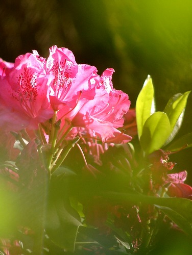 Durchblick zum Rhododendron