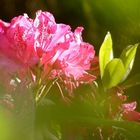 Durchblick zum Rhododendron