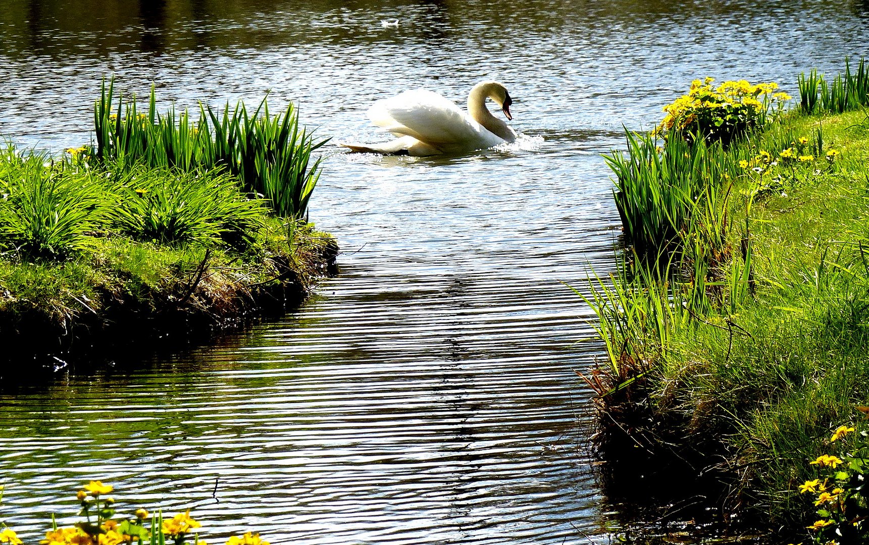 Durchblick zum Schwan