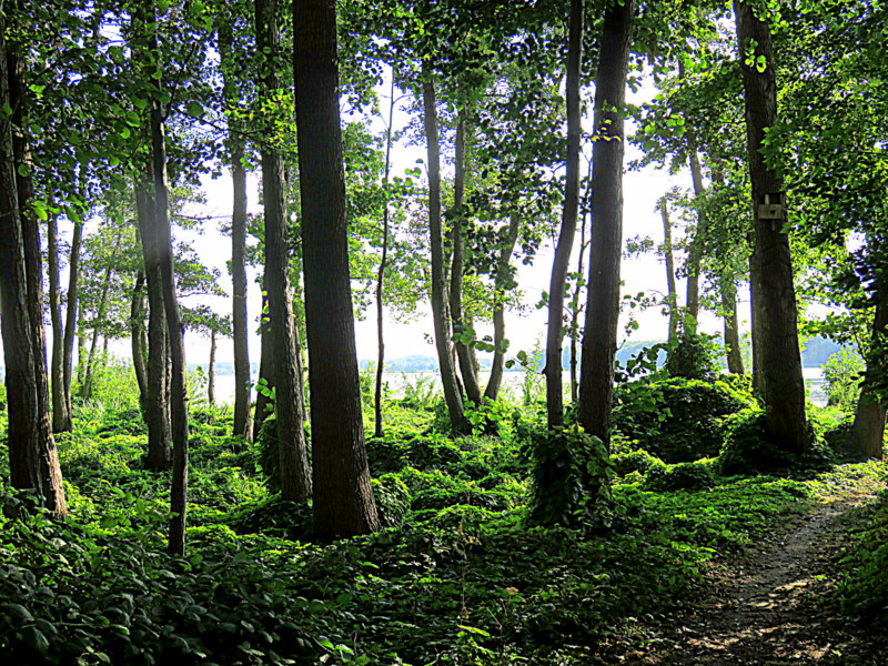 Durchblick zum See