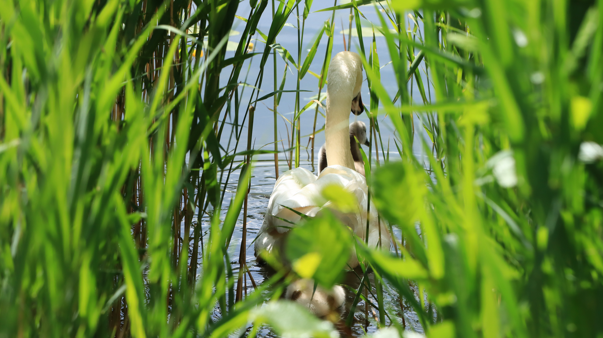 Durchblick zum See