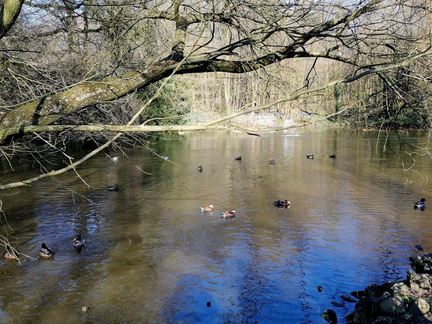Durchblick zum  Teich