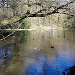 Durchblick zum  Teich