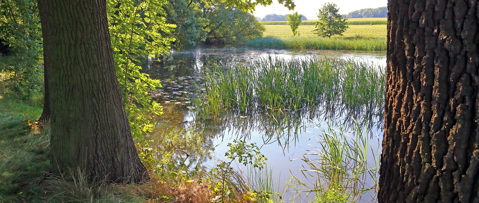 Durchblick zum Teich des malerisch gelegenen kleinen  Wassers,