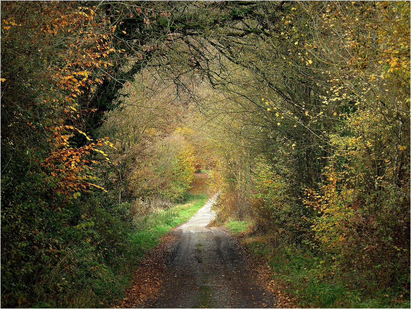 Durchblick zum Waldweg