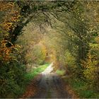 Durchblick zum Waldweg