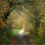 Durchblick zum Waldweg