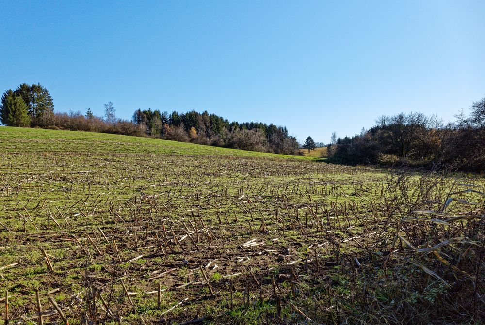 Durchblick zur Fichte