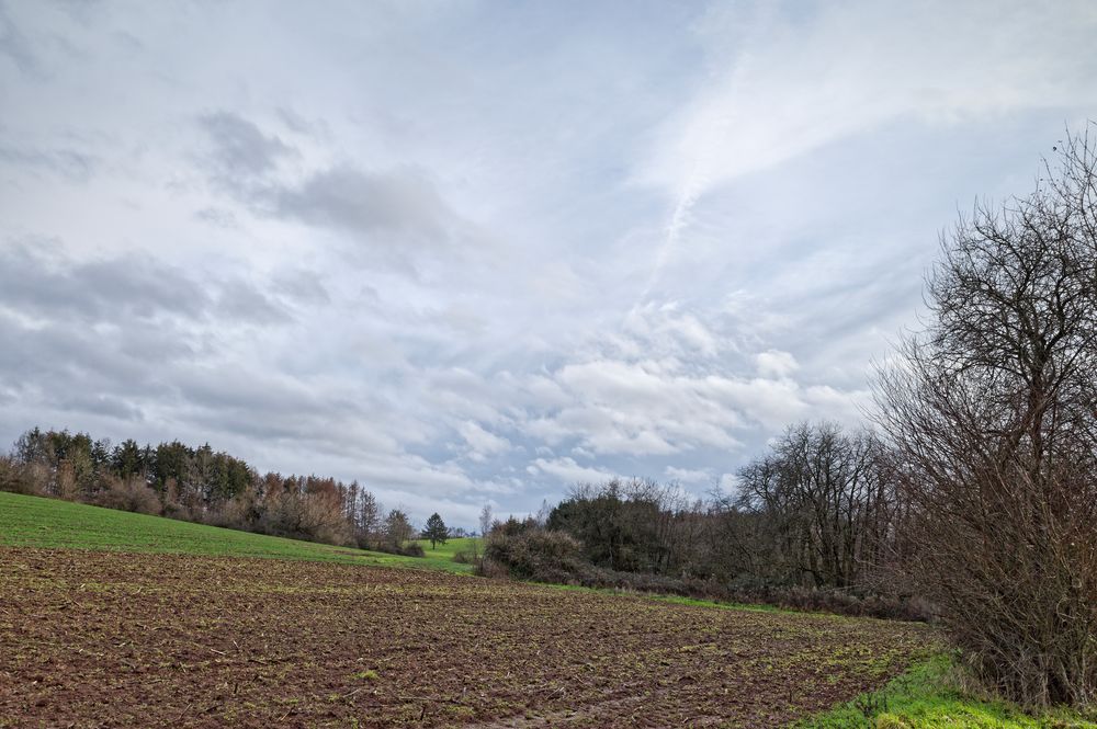 Durchblick zur Fichte