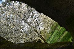 Durchblick zur Kirschbaumblüte