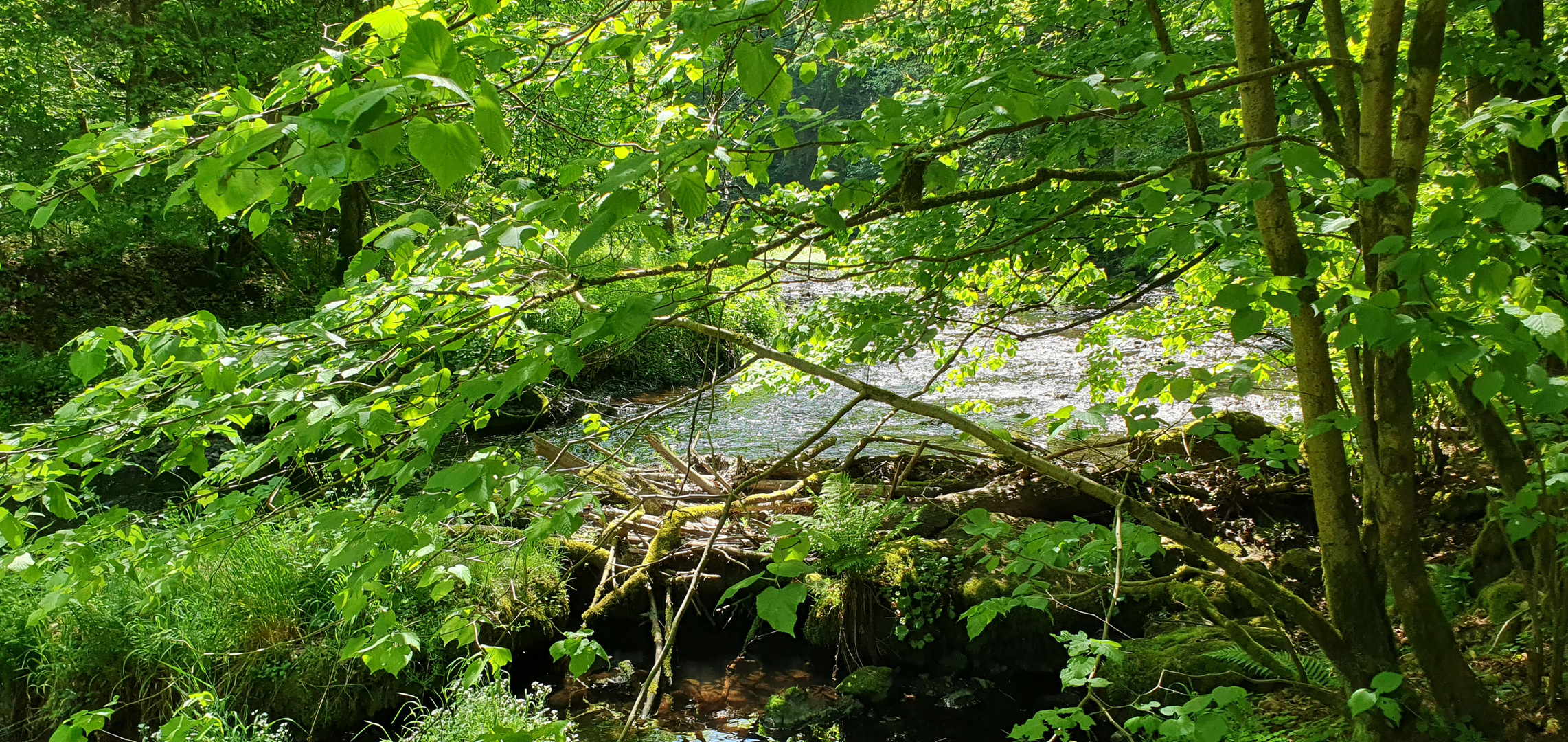 "Durchblick" zur Trieb...