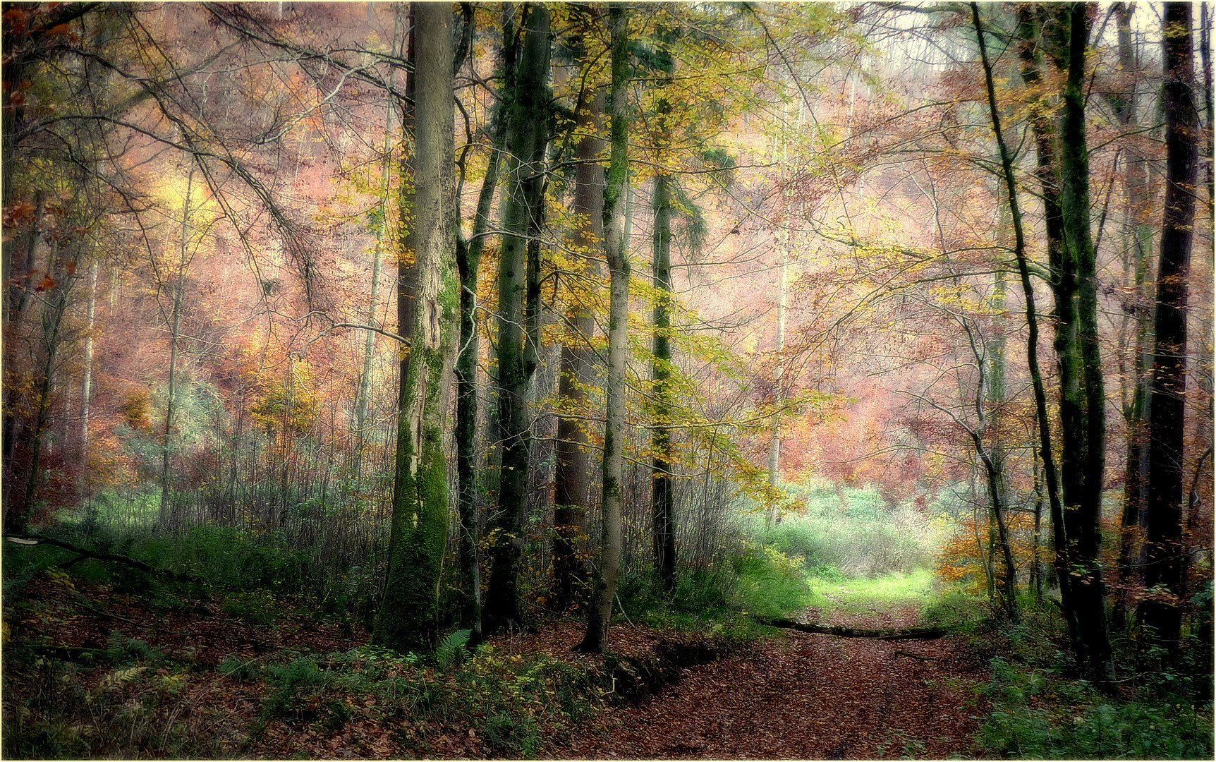 Durchblick zur Waldlichtung