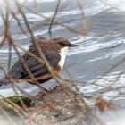 Durchblick zur Wasseramsel