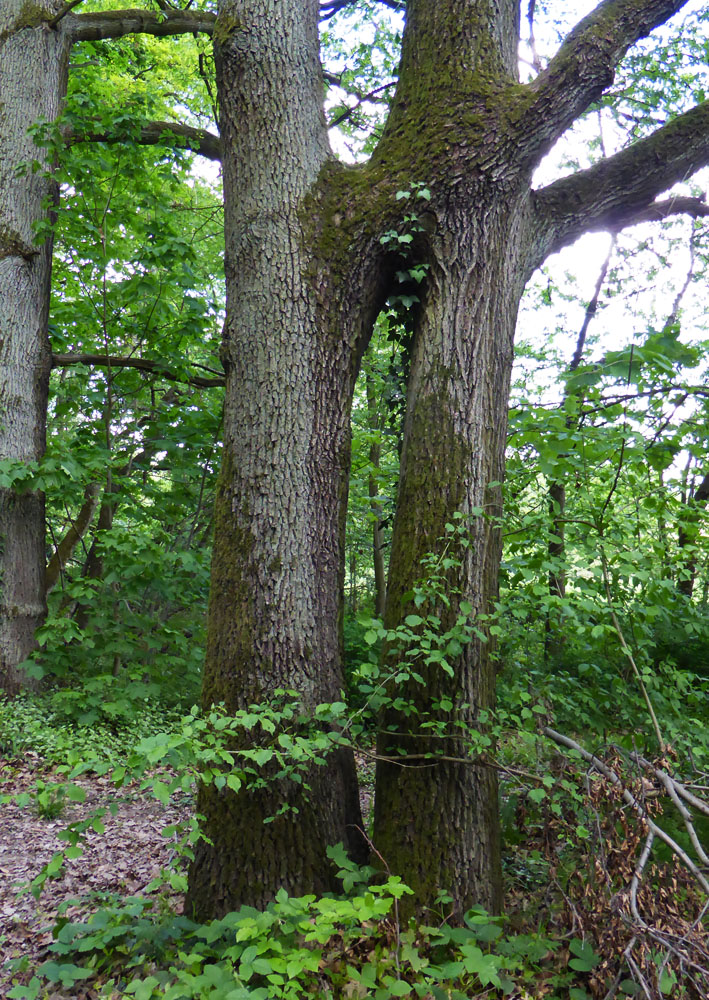 Durchblick: zwischen 2 Bäume 