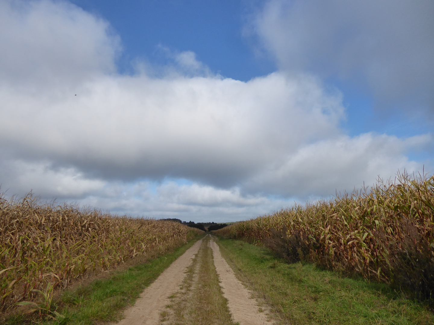 Durchblick zwischen den Maisfeldern