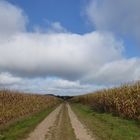 Durchblick zwischen den Maisfeldern