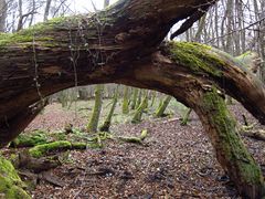 Durchblicktag: Ende November im Wald