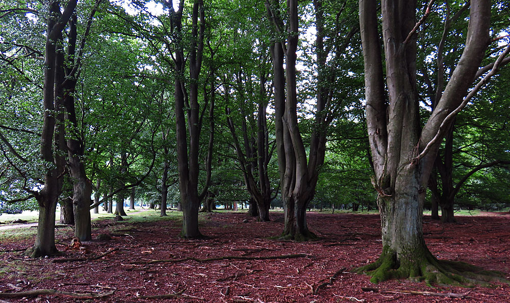 Durchblicktag: Lüneburger Heide