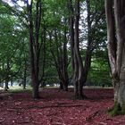 Durchblicktag: Lüneburger Heide