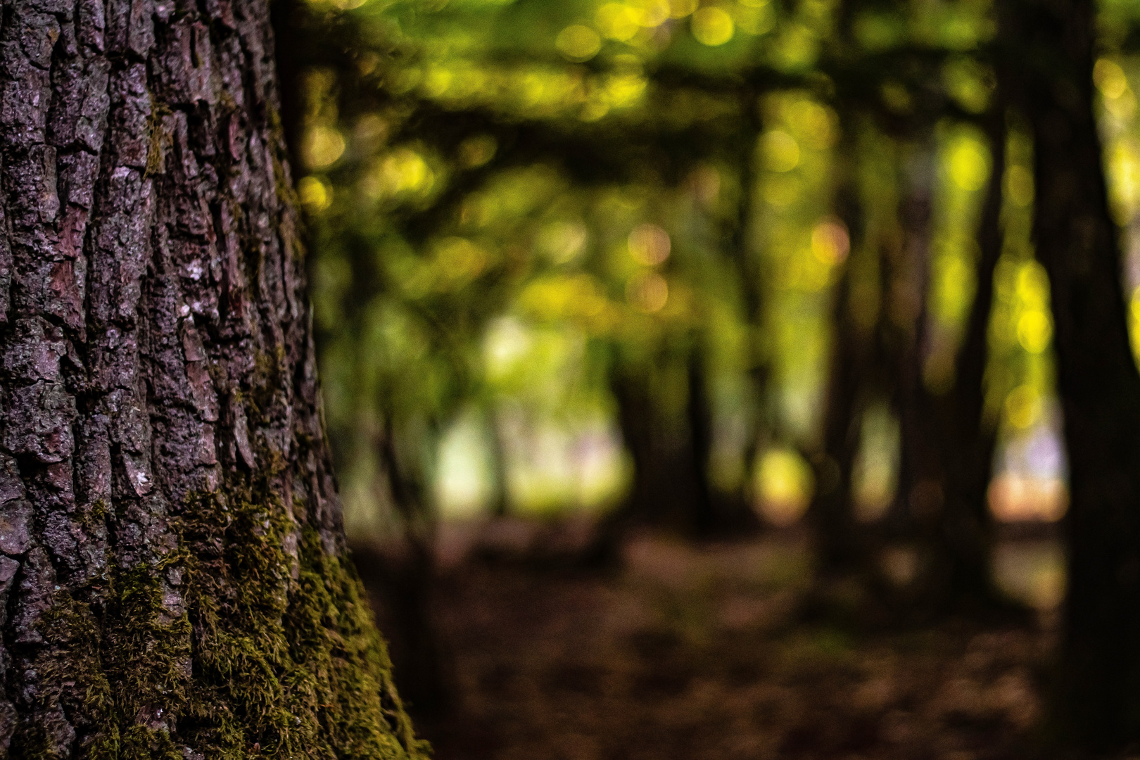 Durchblickversuch im Wald