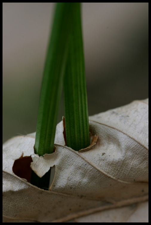 DURCHBRUCH - Der Herbst hat ausgedient,...