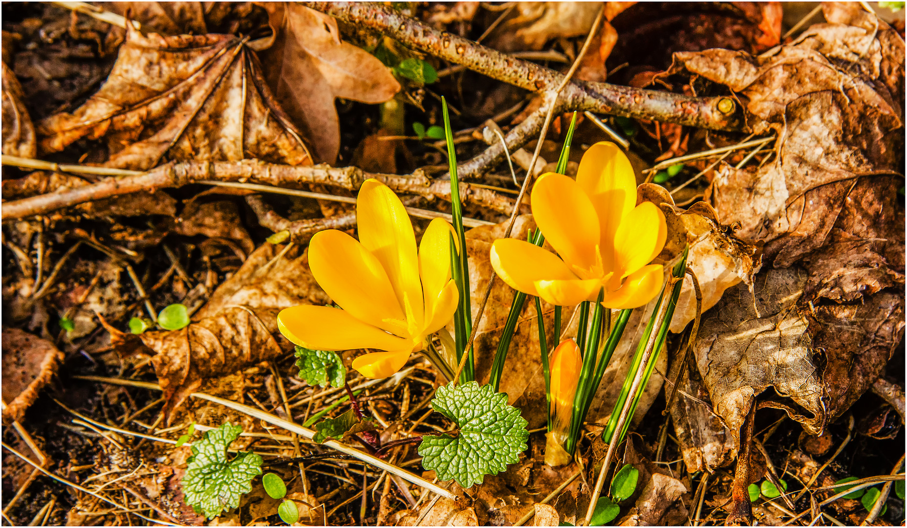 Durchbruch geschafft ... der Krokus .