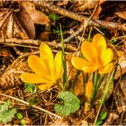 Durchbruch geschafft ... der Krokus .