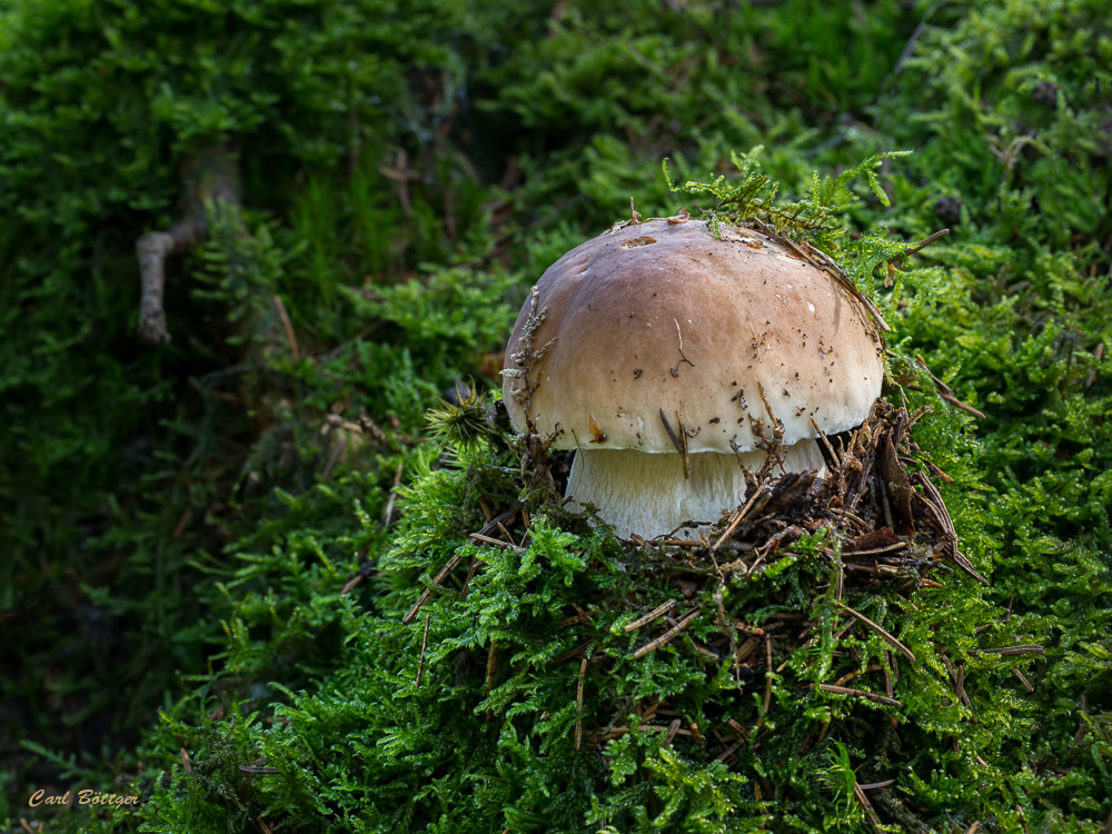 Durchbruch - Steinpilz