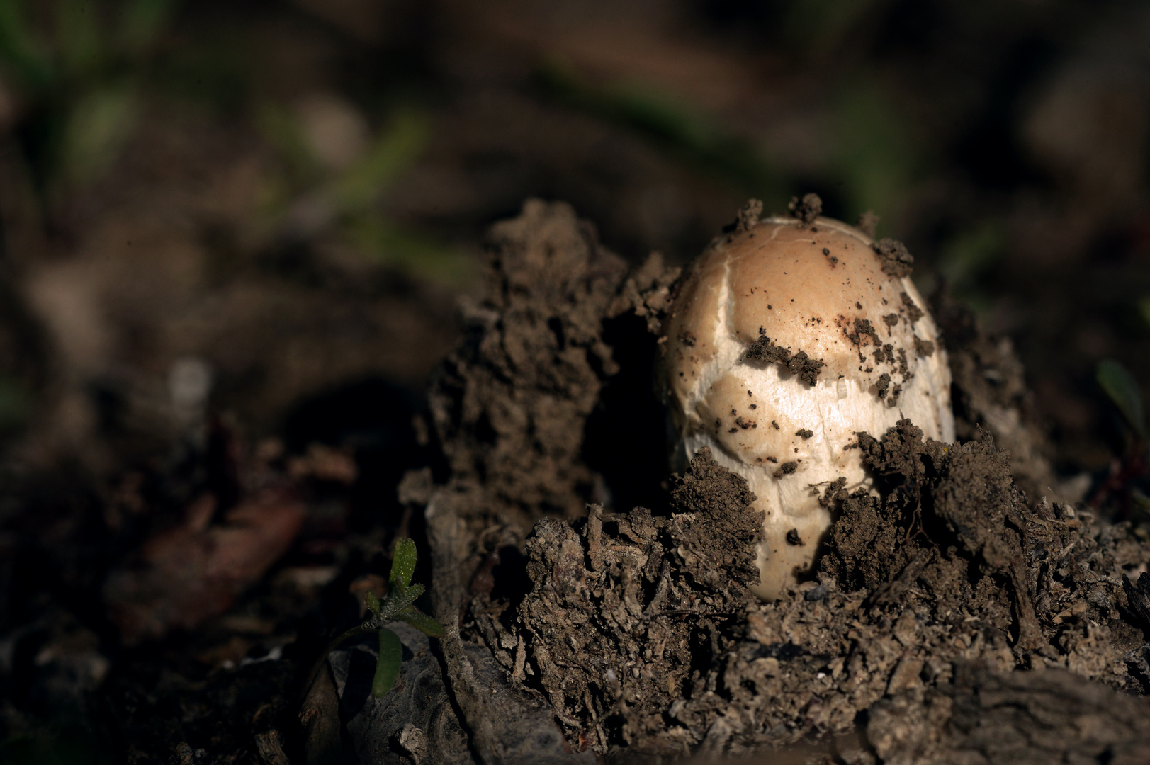 Durchbruch! (The soft power of magic mushroom)